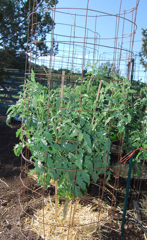 Make a great tomato cage « giantveggiegardener