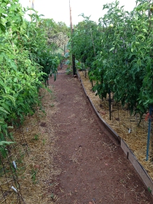 tomato forest