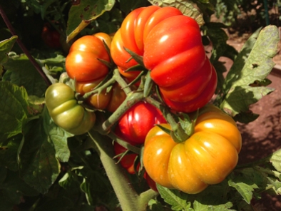Costulouto Genevese tomatoes