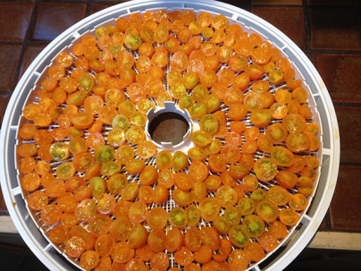 drying sungold tomatoes