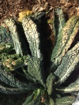 The Toscano Kale with freeze burn. It is more sensitive to cold temperatures  than other kales