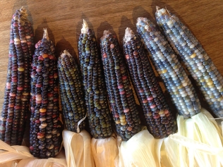 native american corn