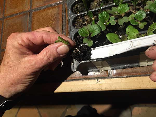 transplanting seedlings_using knife
