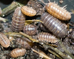Pillbugs_(Armadillidiidae)