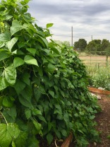 Green Beans-pole type-Rattlesnake and Emerite varieties