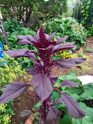 Purple Quinoa with garden in background