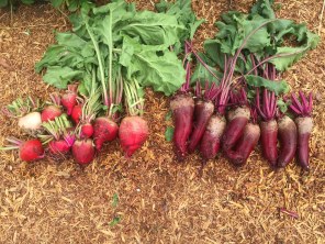 beets-chiogga on left/Cylindra on right