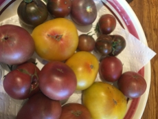 Mystery yellow tomato with Purple Cherokee tomatoes