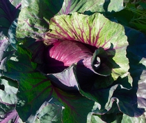 Kalibos cabbage-Eastern European heirloom