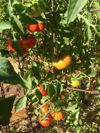 Santorini tomatoes