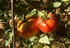 Goliath tomatoes