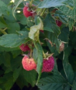 Polana raspberries