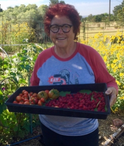 me-The Tomato Lady with harvest