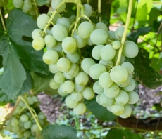 Himrod grapes