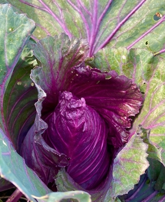 kalibos cabbage 2
