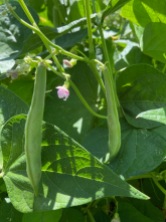 Mohawk Beans/flowers